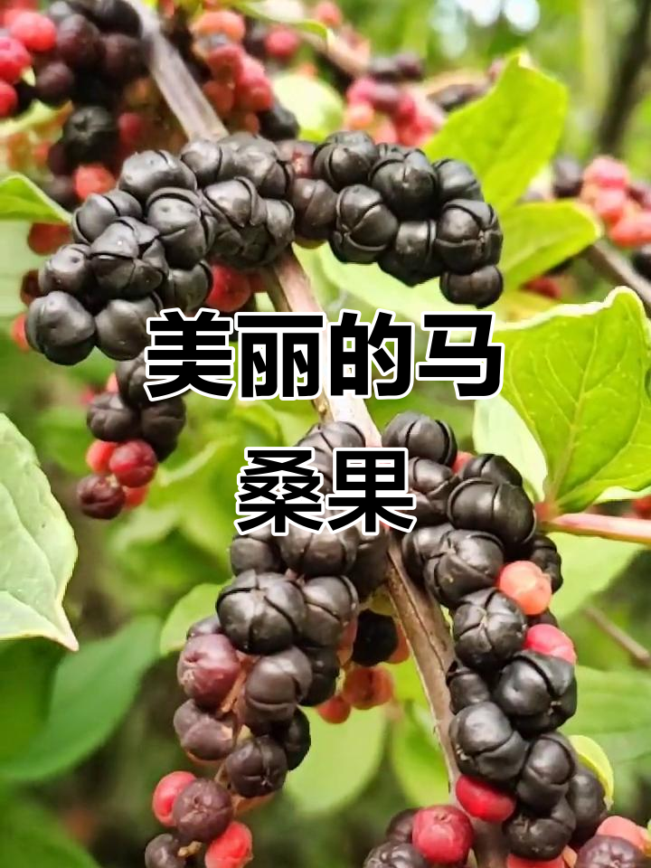 马桑果:像珍珠一样美丽,你见过吗?