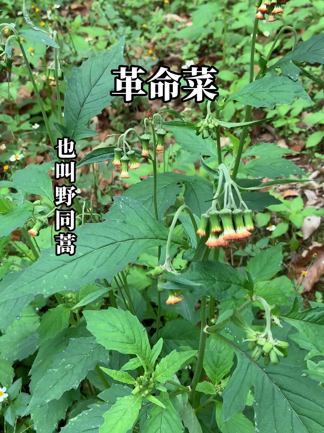 野蒿菜的功效图片