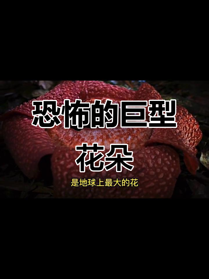 热带雨林的食人花:凯氏大王花的惊悚秘密