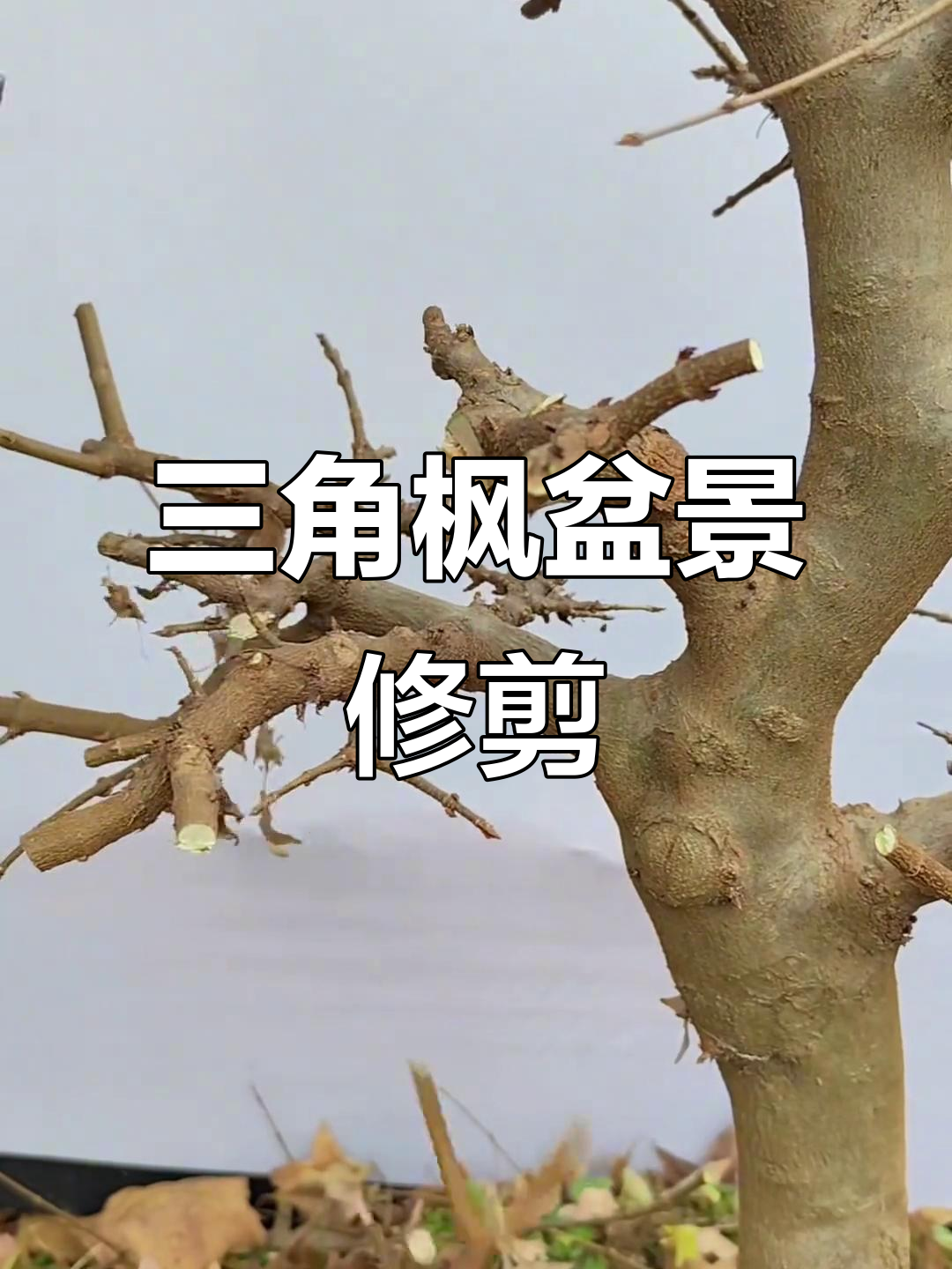 红芽三角枫盆景修剪技巧,打造独特造型