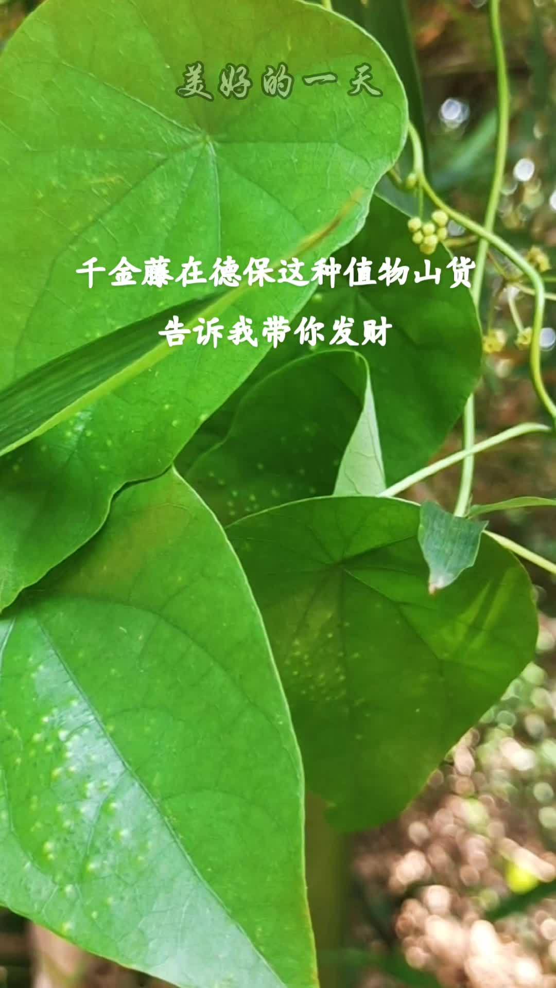 野生新鲜现采千金藤 粪箕笃 犁壁藤 飞天雷公雷林嘴千金藤 野生药材