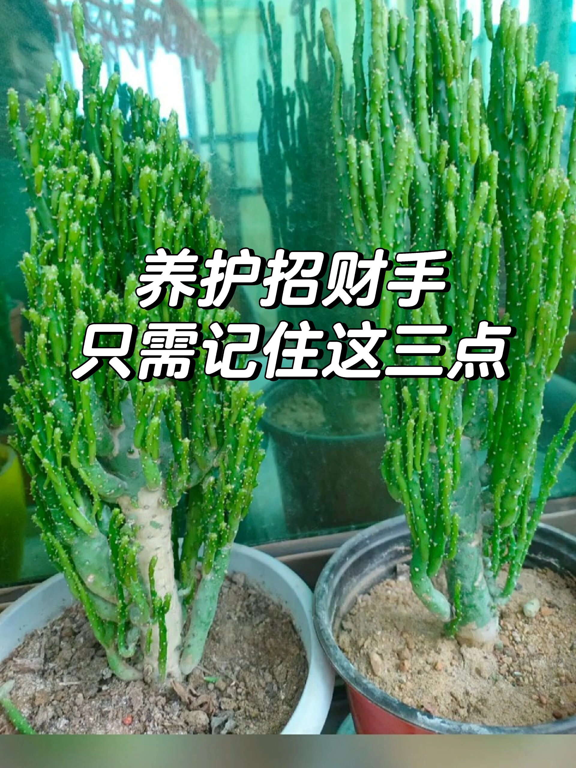 招财手养护技巧