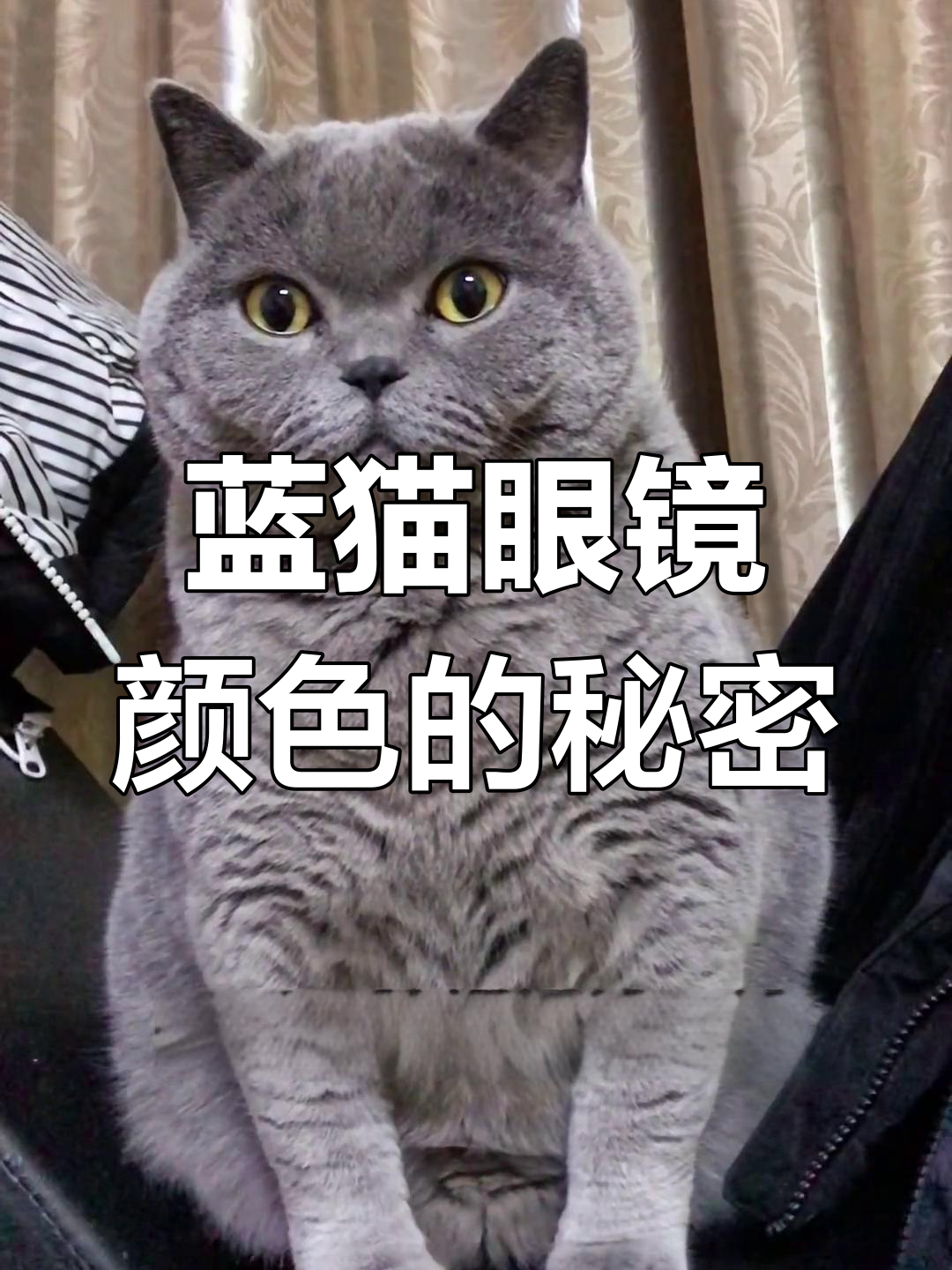 蓝猫眼睛颜色揭秘,纯种与否不重要