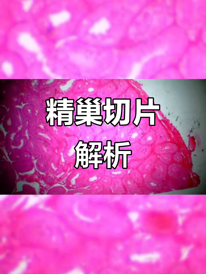 精巢切片揭秘,探索生物奥秘