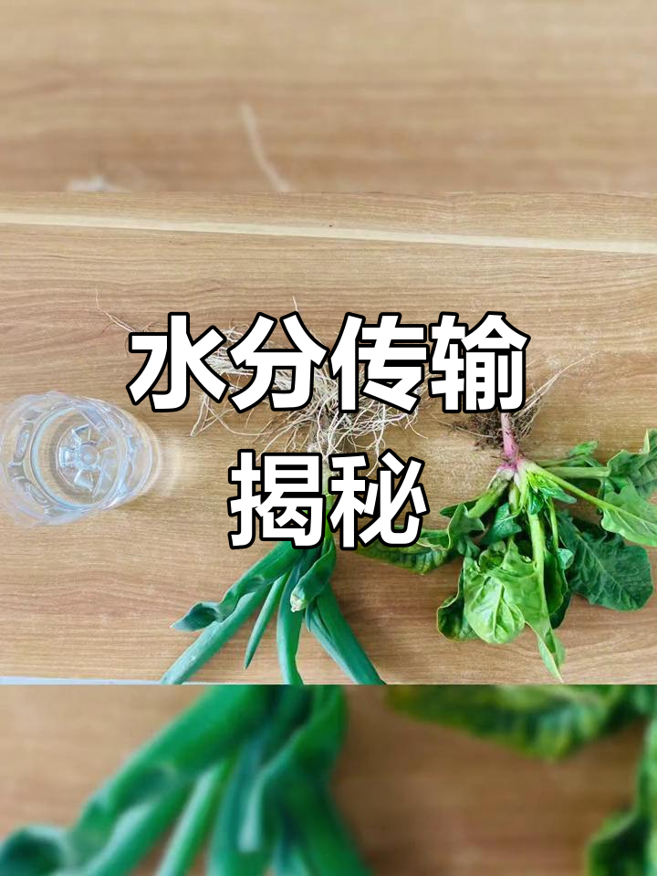 为什么植物的根能吸水？
