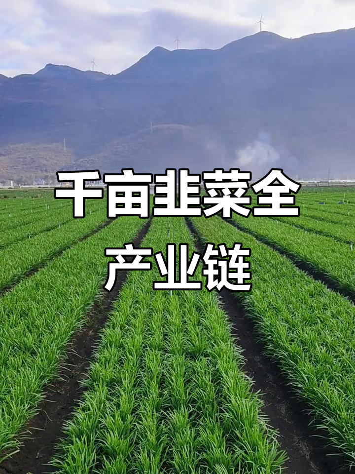 千亩韭菜基地,全程种植,加工与销售服务