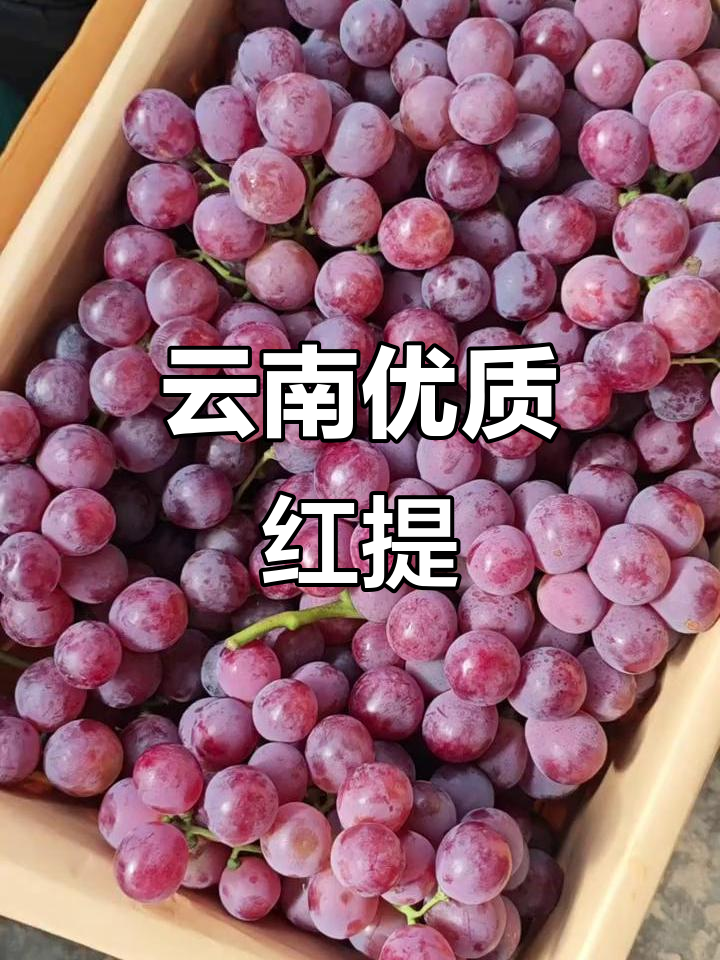 云南红提的魅力,品质与口感并存