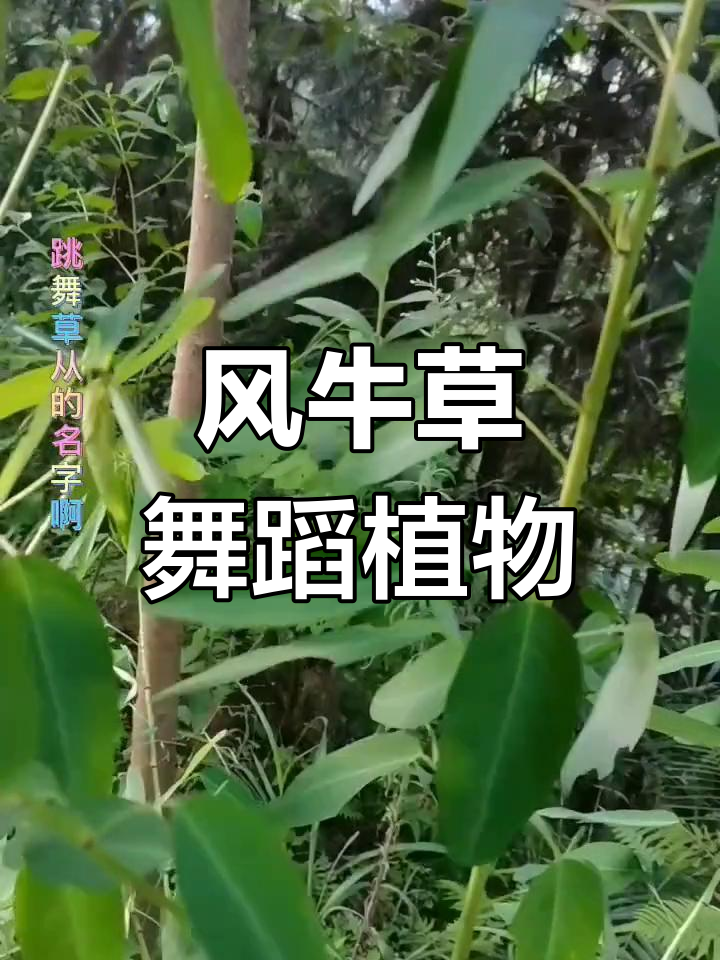 跳舞草:风牛草的神奇魅力,阳光下的舞动之美