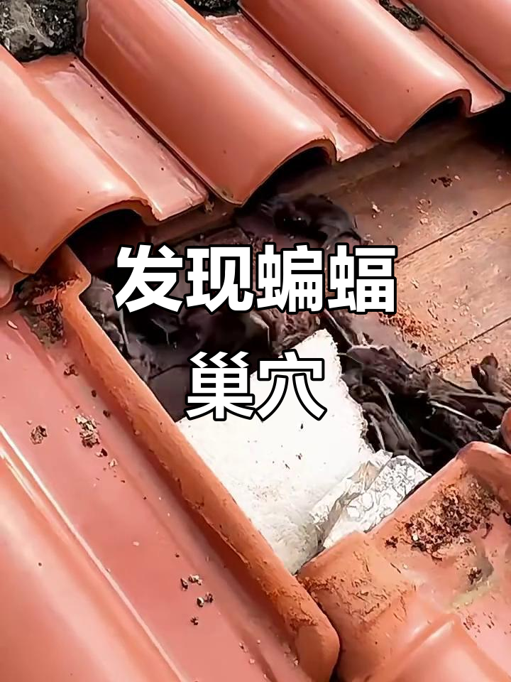 屋顶惊现蝙蝠窝,全身发麻!