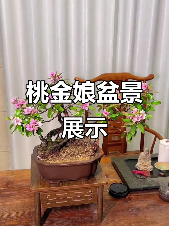 桃金娘老桩盆景,古朴雅致,展现自然之美