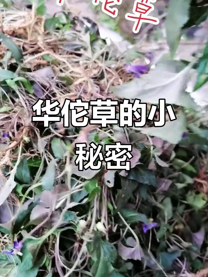 小黄瓜的中药名字叫华佗草,你们那里怎么称呼它?