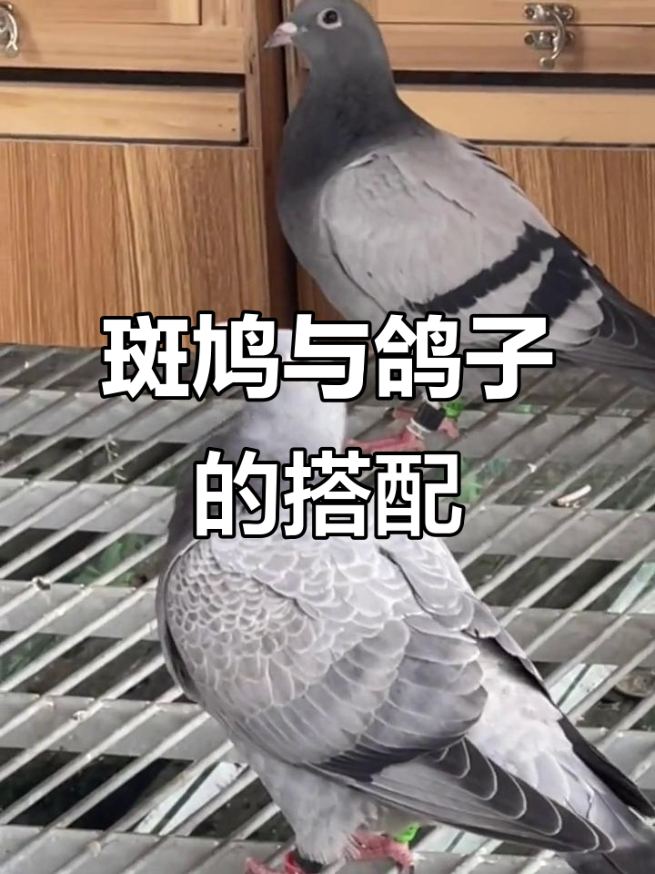 斑鸠配鸽子比赛,效果如何?