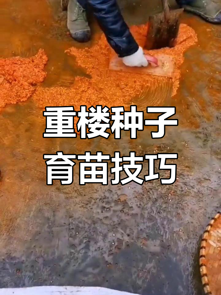 滇重楼种子育苗全流程