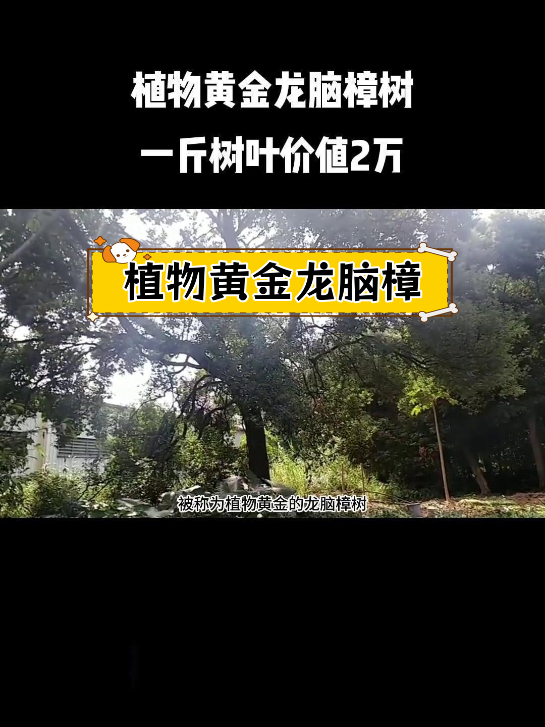 广西龙脑樟树种植基地图片