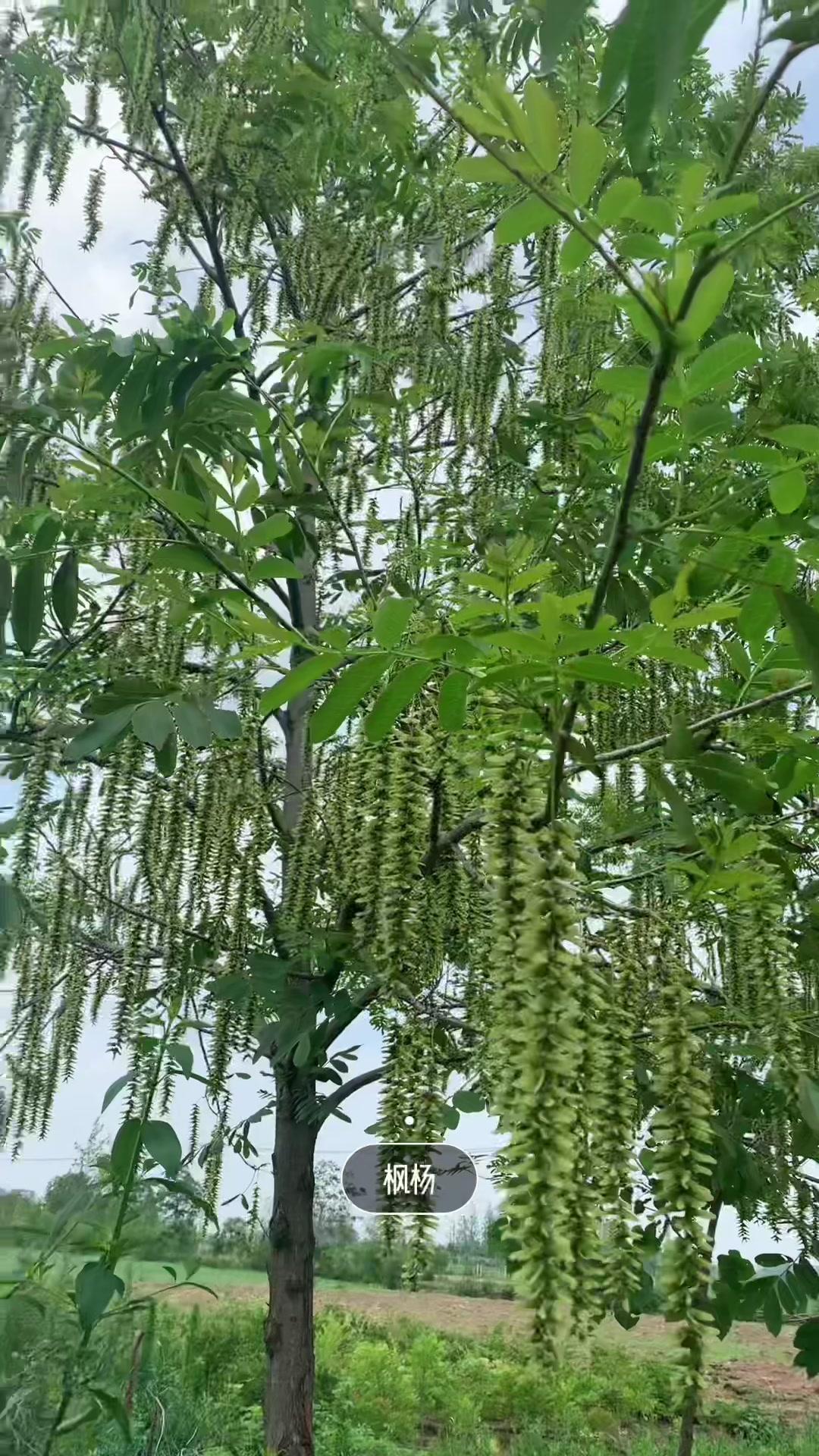 我们叫燕柳,凤柳,还有一个吉祥的名字元宝树,深受南方朋友的喜欢!感受