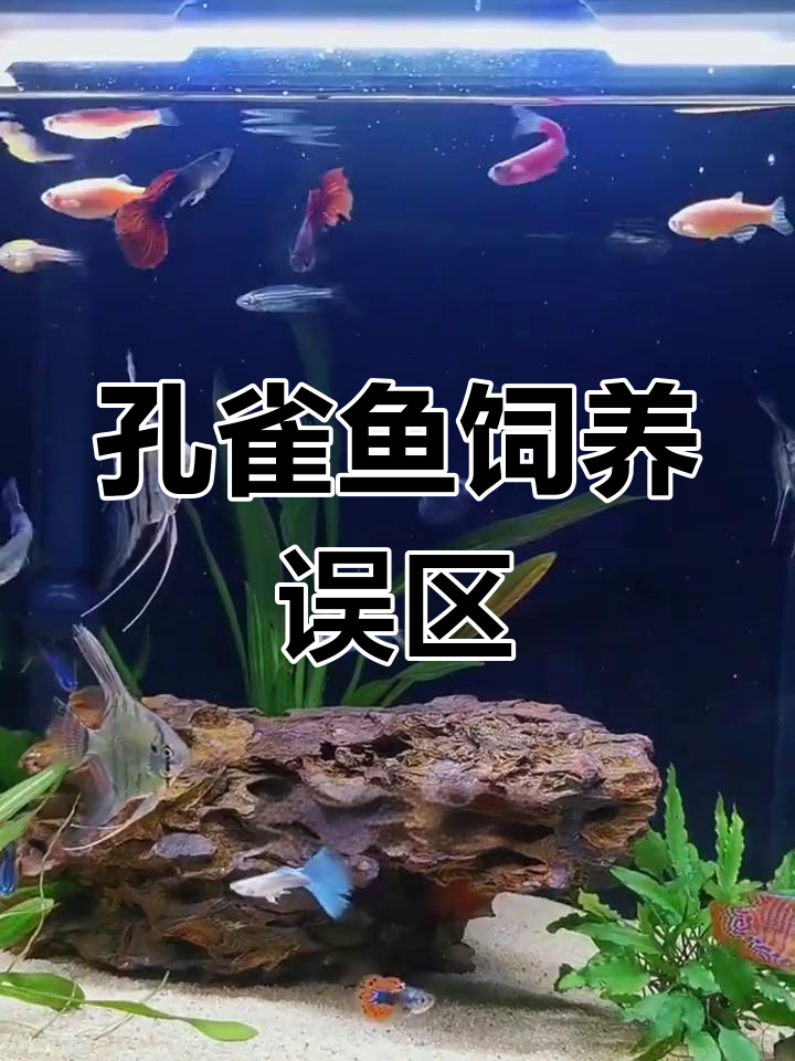 养孔雀鱼三忌图片