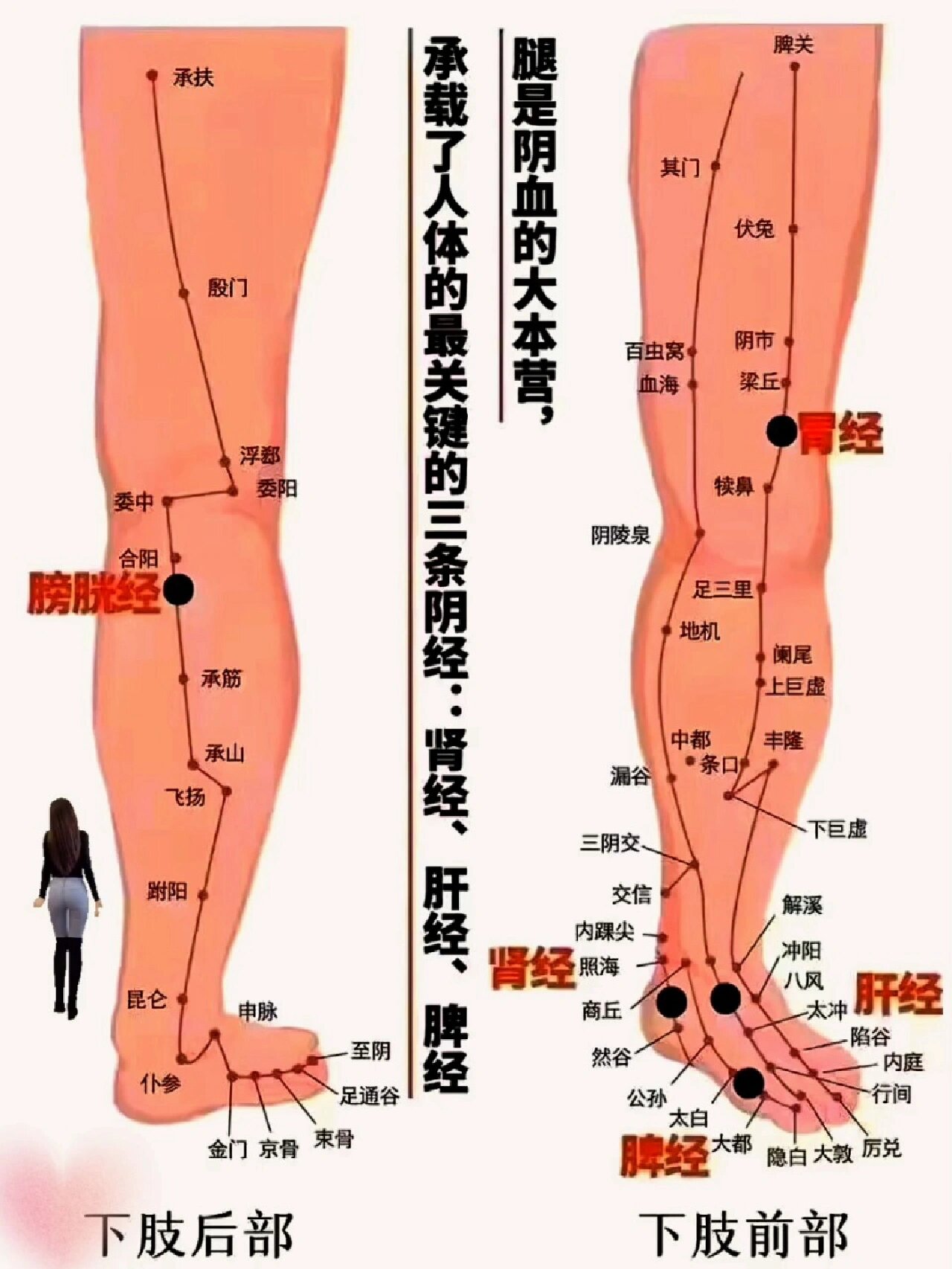 腿部三条经络,以及穴位详细图谱!
