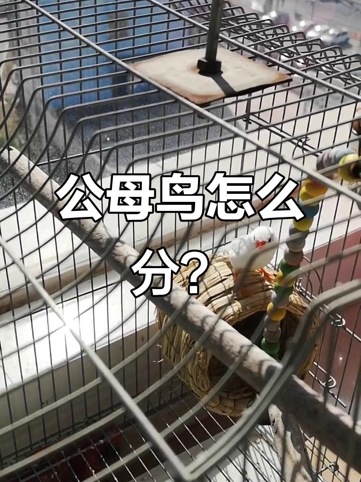 分辨公母鸟,大神来解答!