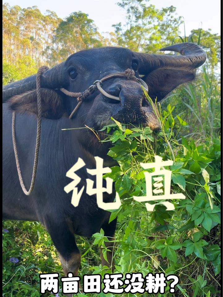 纯真的眼神,农村水牛吃草