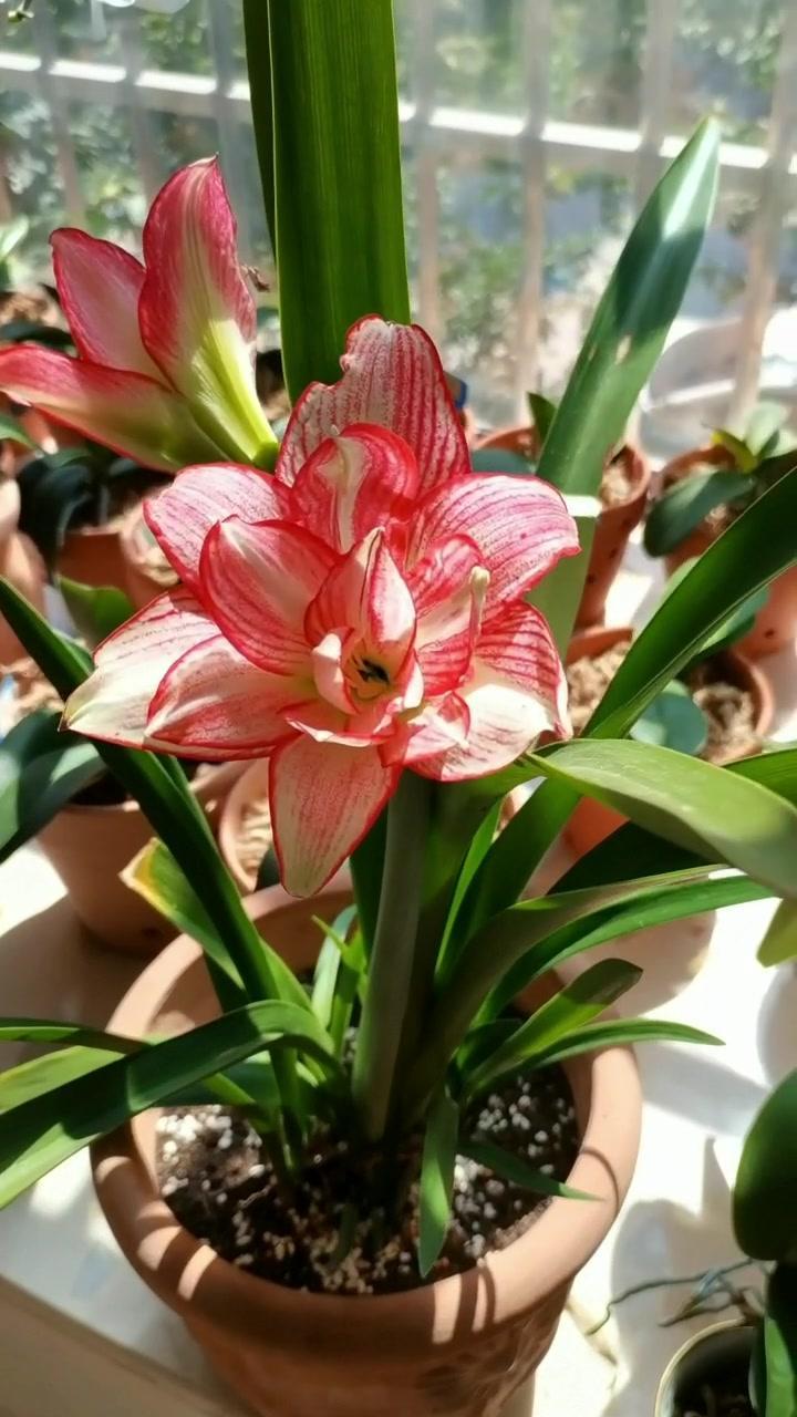 澳朱安瑞雅 朱顶红种球 朱顶红 澳朱-度小视