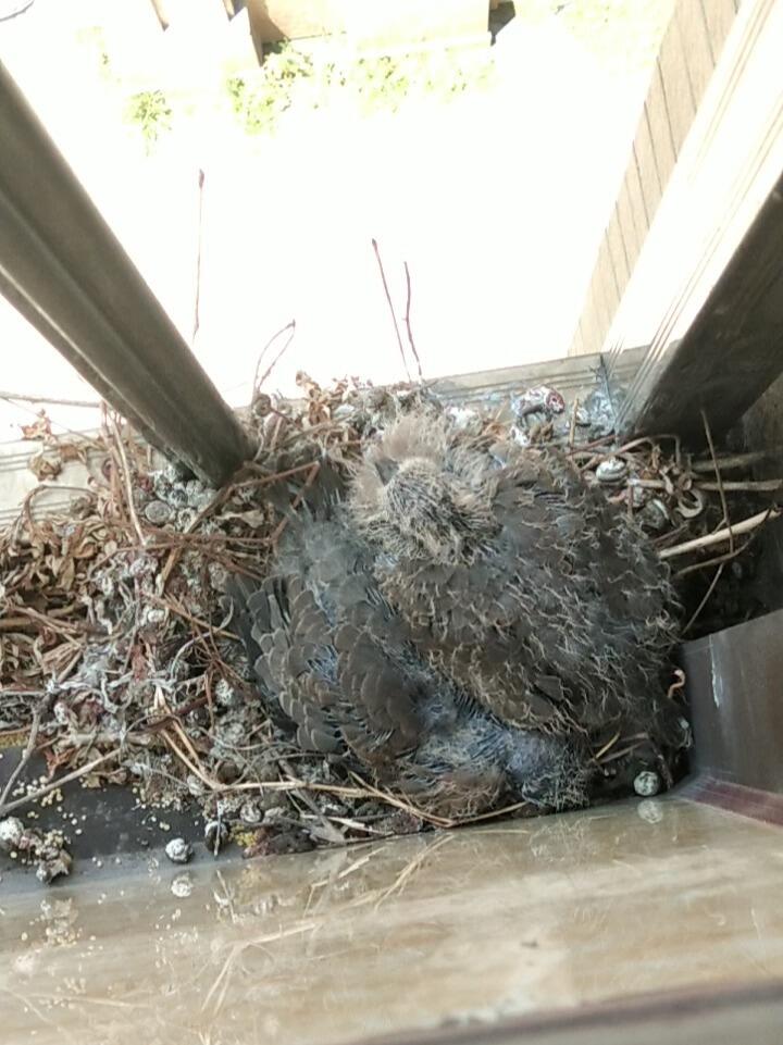 窗外的小斑鸠好像死了一只,该怎么办