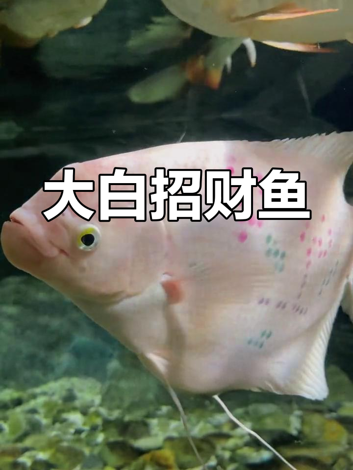 战船鱼 海洋中的巨无霸