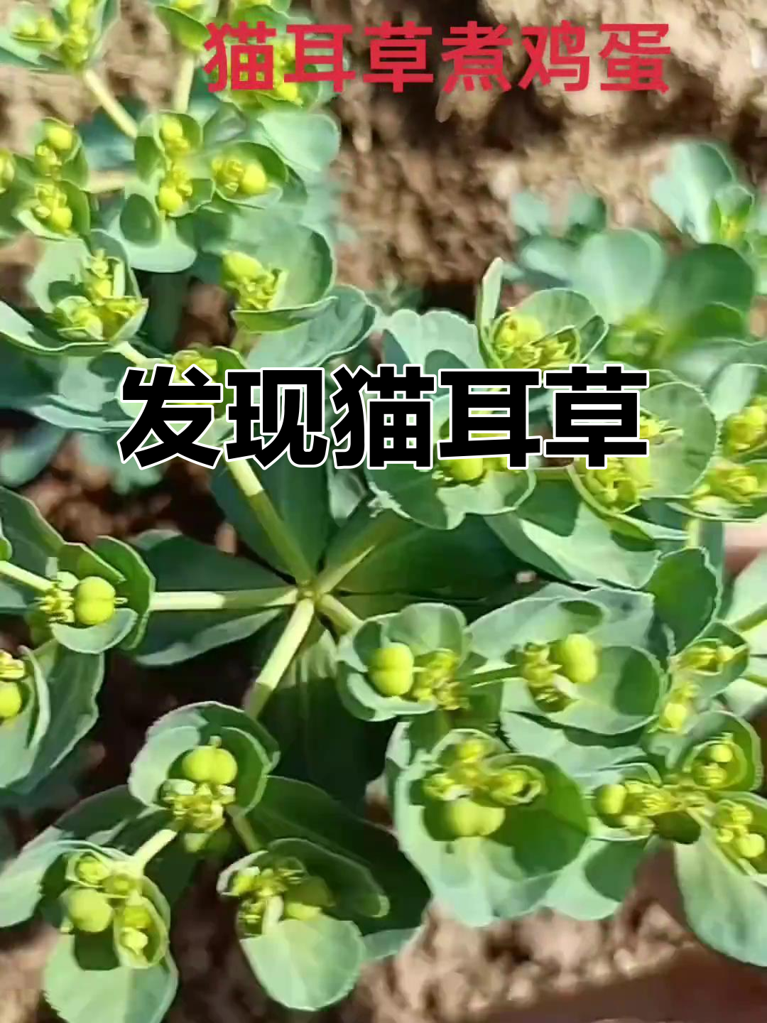猫耳草的秘密,大自然的神奇馈赠