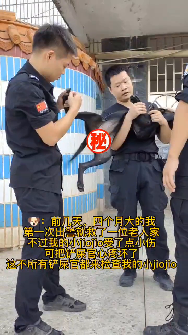 警犬刀锋现状图片