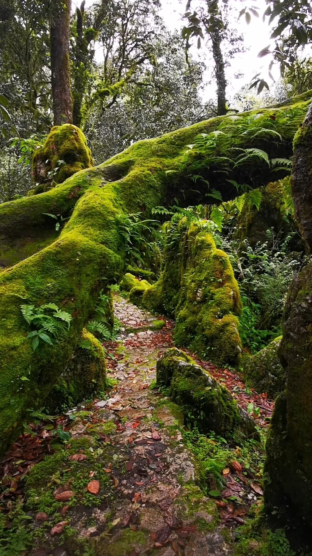 人间仙境的格萨拉绿石林