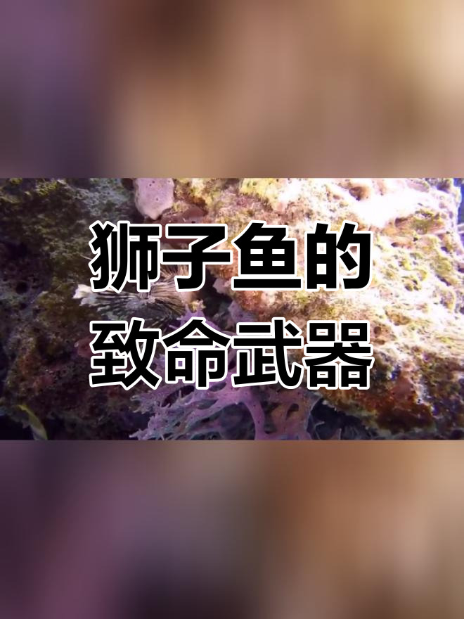 狮子鱼有多毒图片