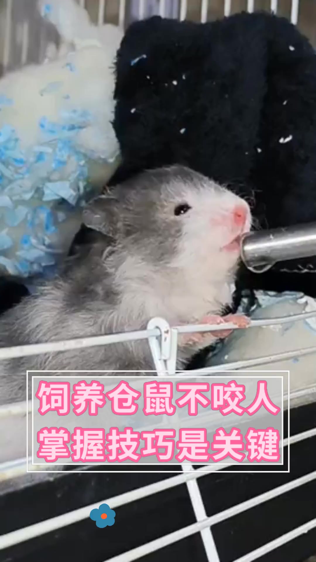 饲养仓鼠不咬人掌握技巧是关键