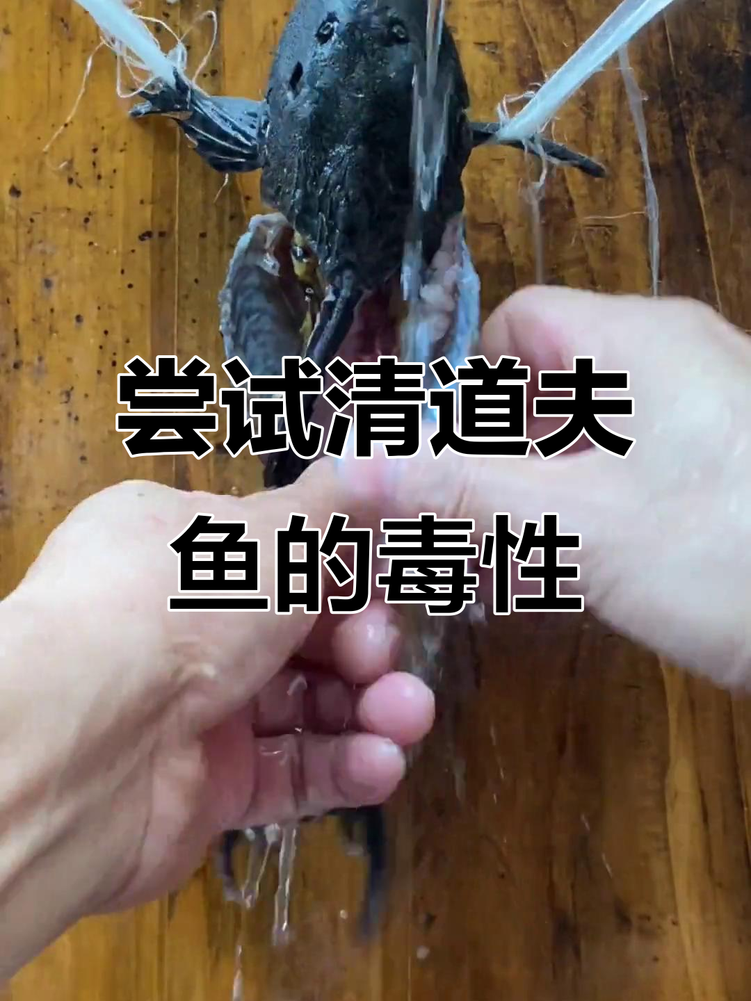 清道夫鱼到底能不能吃?农村新农人计划挑战