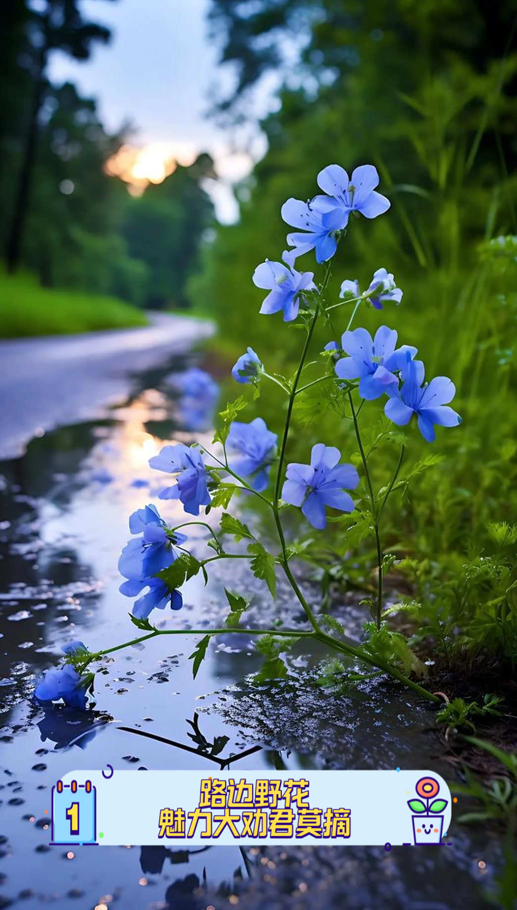 路边野花魅力大劝君莫摘