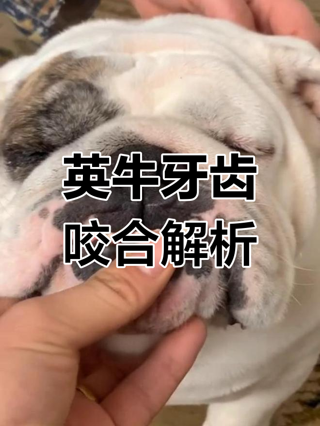 英国斗牛犬牙齿咬合分析:完美与不完美的区别