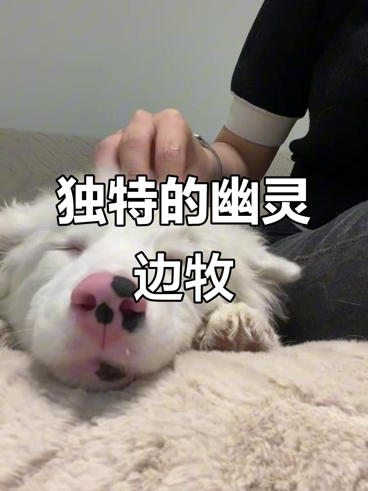 幽灵边牧,独特非凡,父母眼中的隐藏宝藏!