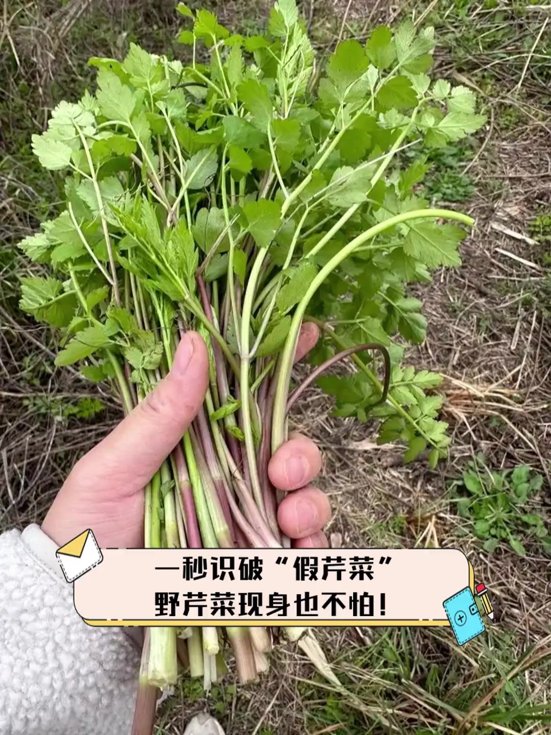 一秒识破"假芹菜",野芹菜现身也不怕!