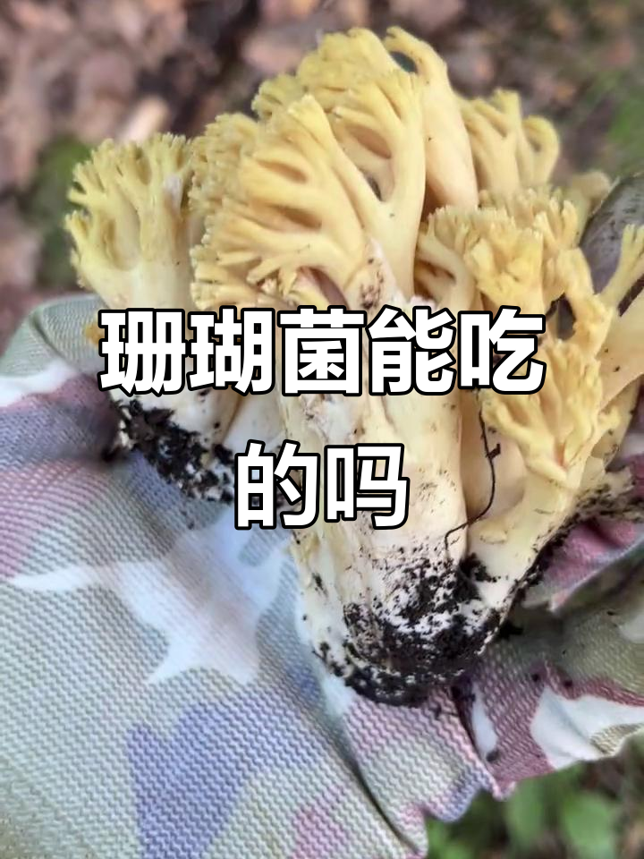 珊瑚菌的真相:有些能吃,有些有毒