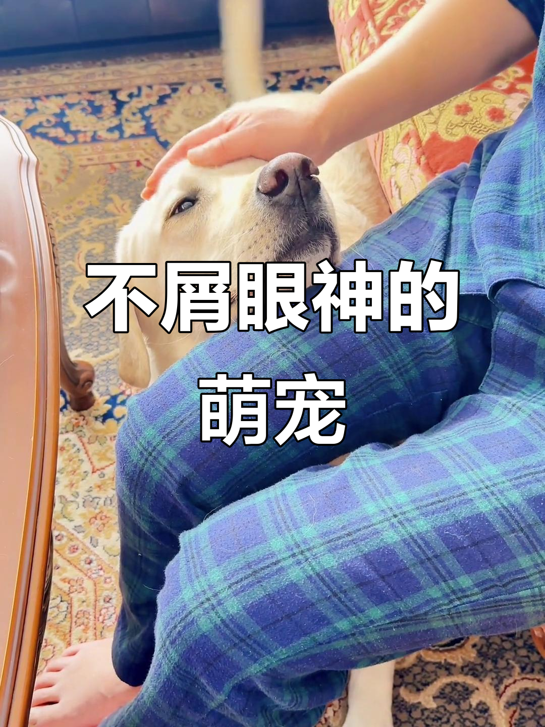 这只萌宠的眼神,简直不屑一顾!