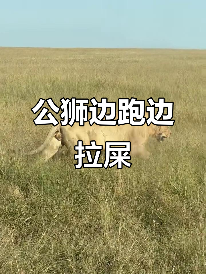年轻公狮追赶途中顺便"释放"一下