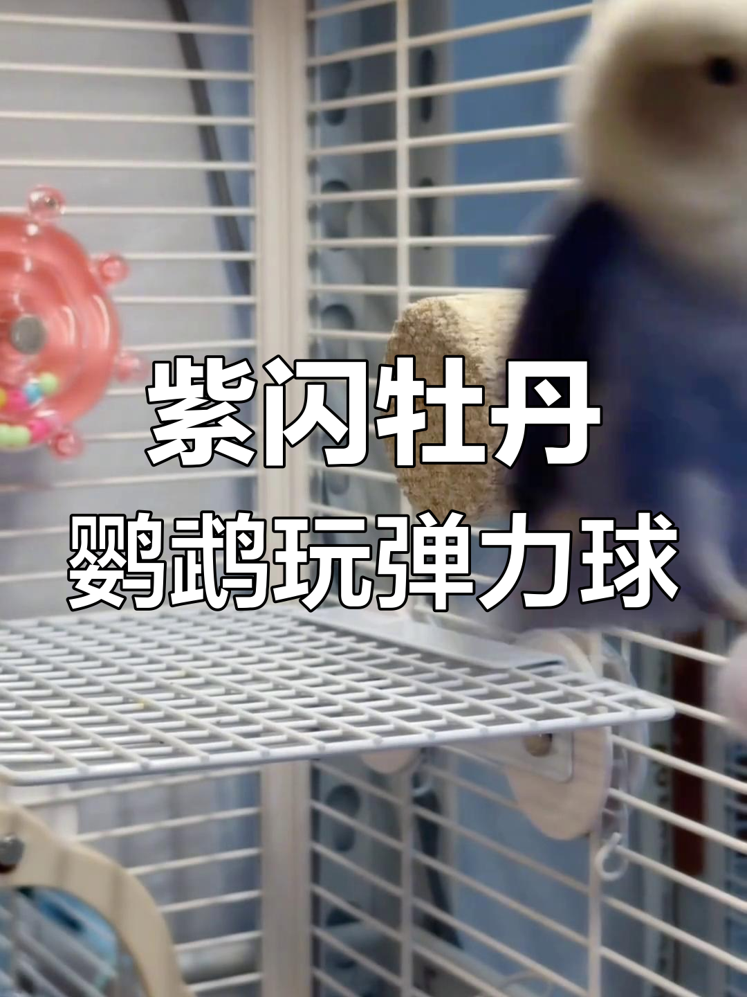 紫闪牡丹鹦鹉的弹力球趣味时刻,萌态十足