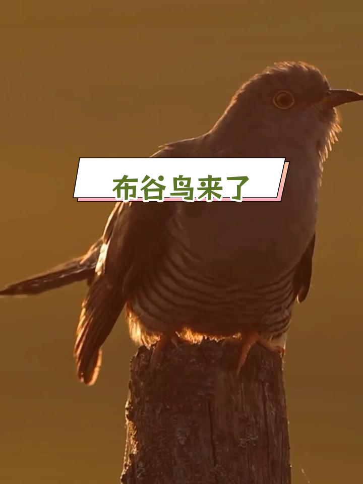 布谷鸟的叫声又响起