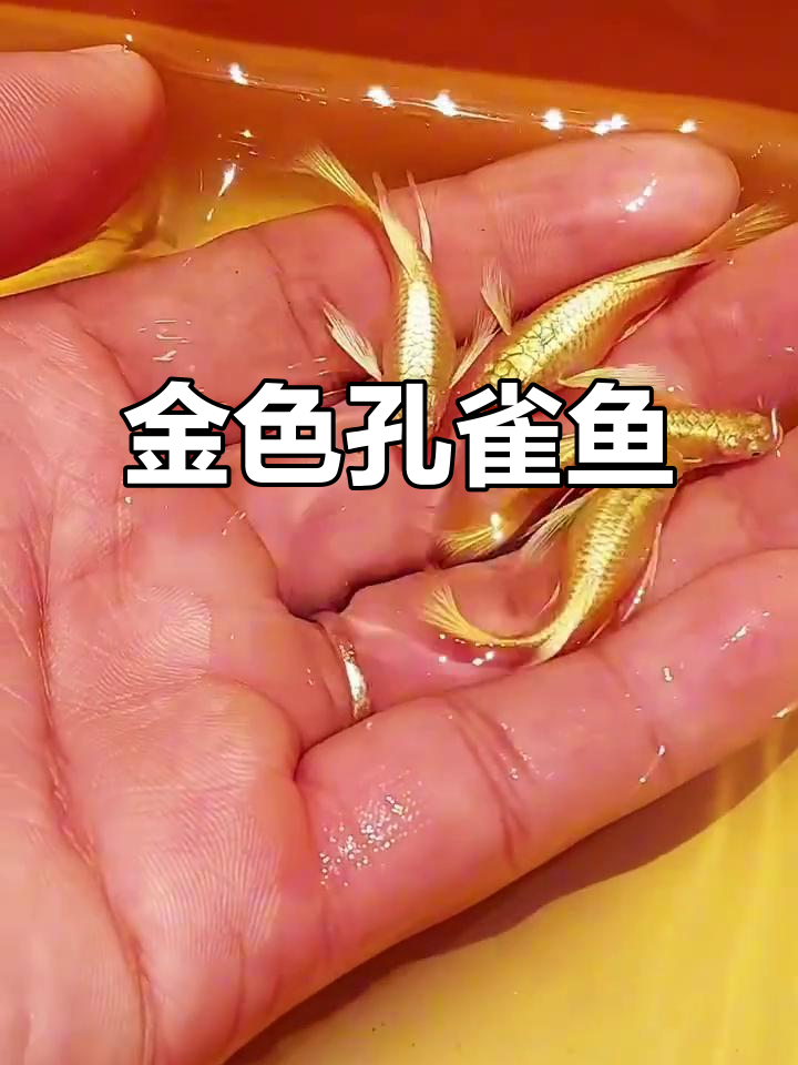 24k黄金孔雀鱼,稀有且美丽,令人陶醉