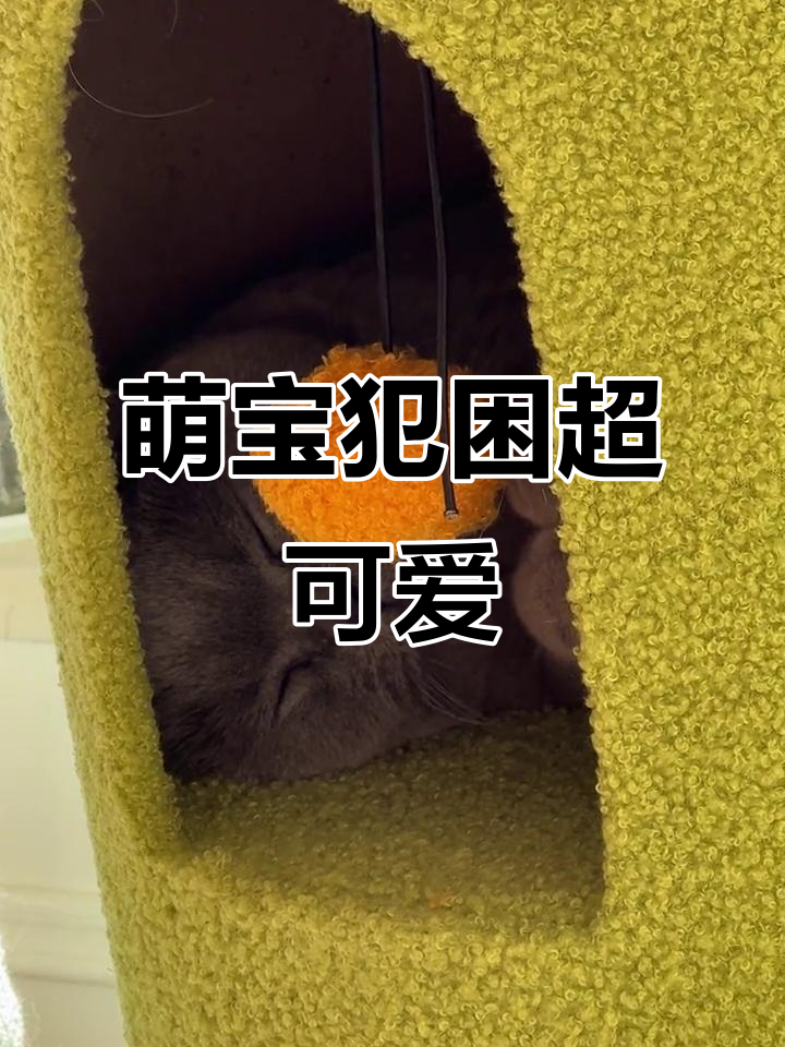 宝宝困得不行,毛茸茸的可爱模样太炸了