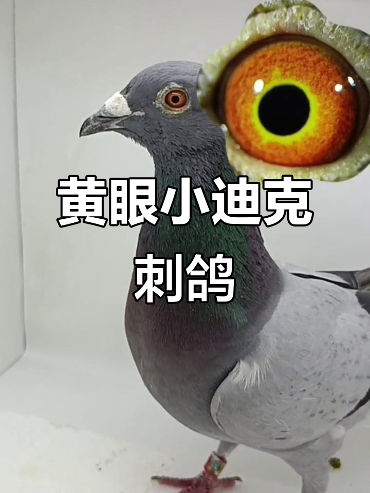 小迪克血系赛鸽实战家族,黄眼刺鸽八拉戳四次回归