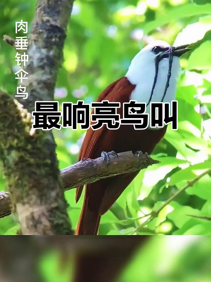 鸟叫声震耳欲聋,肉垂钟伞鸟求偶声高达125分贝