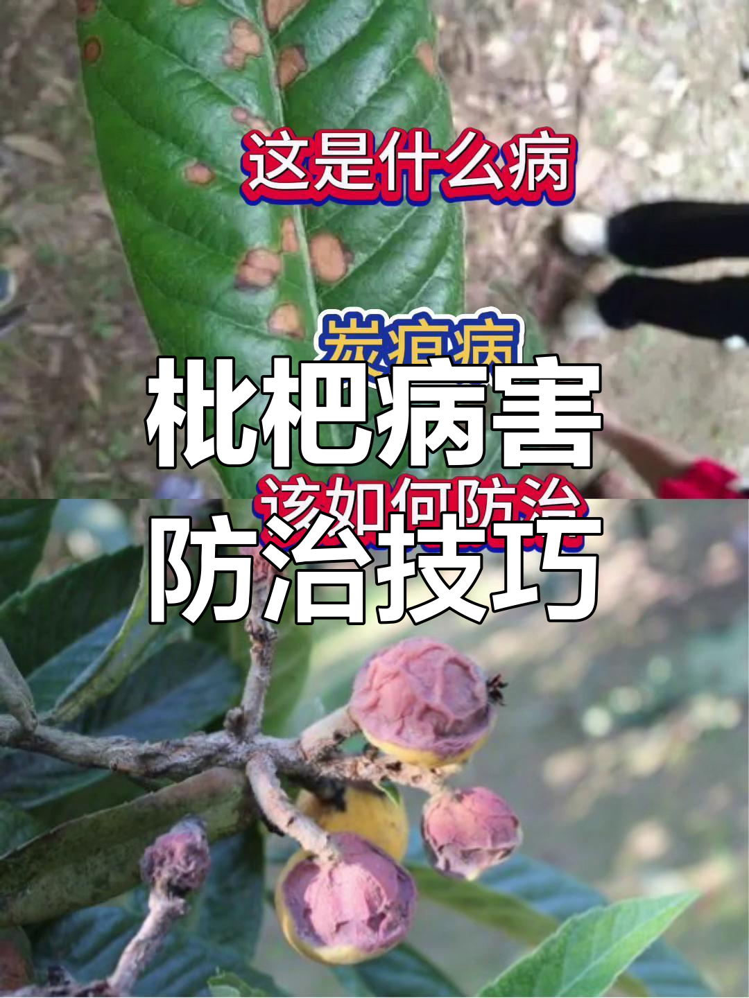 枇杷常见病害及防治方法,农民必看!