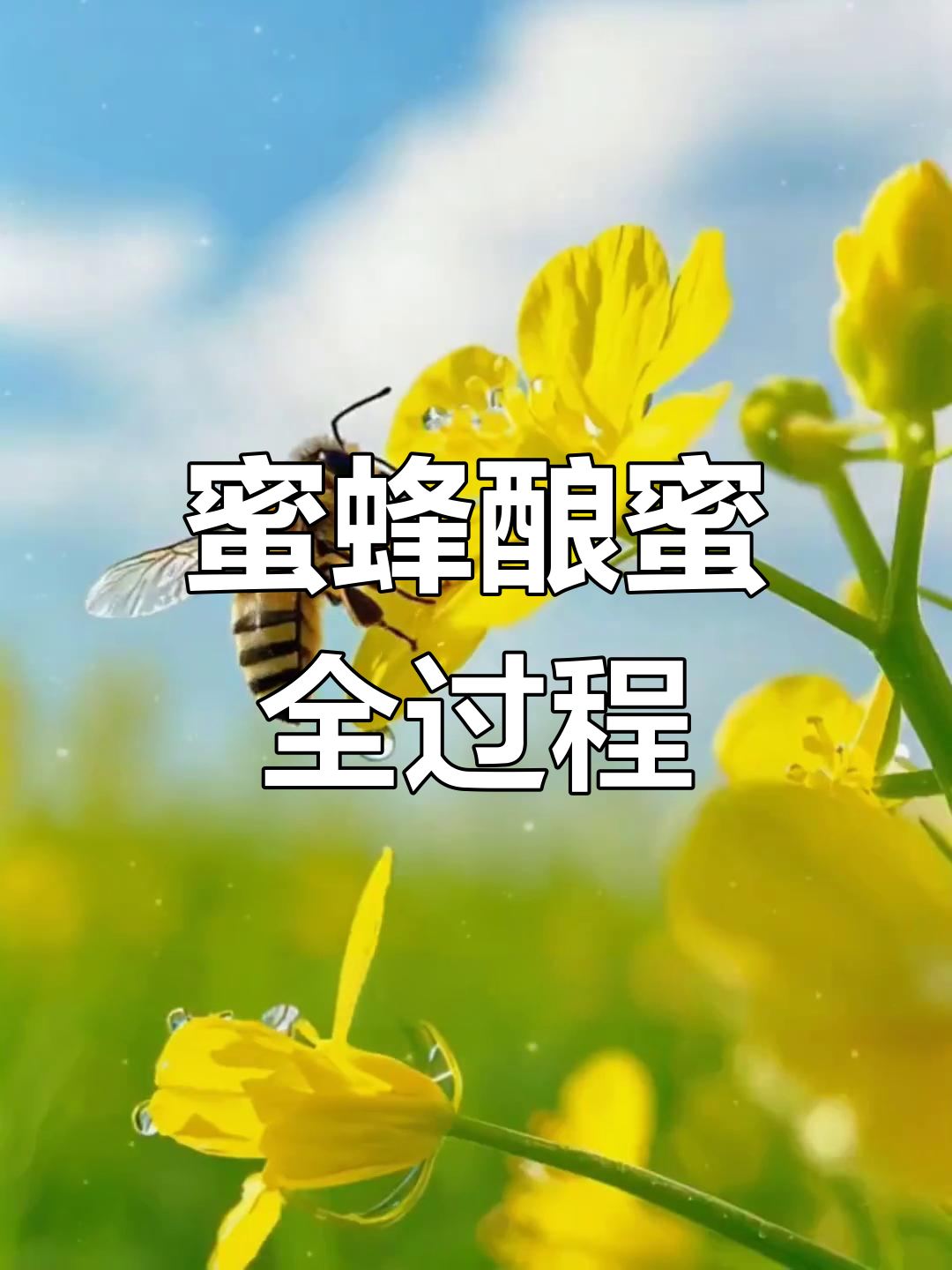 梦见家里有蜜蜂和蜂蜜(梦见家里蜜蜂窝和很多蜜蜂)