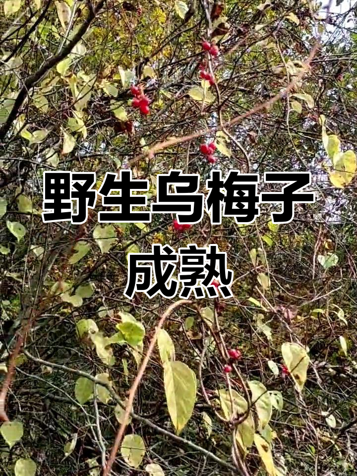 大山深处的野生乌梅子熟透,满树红油籽
