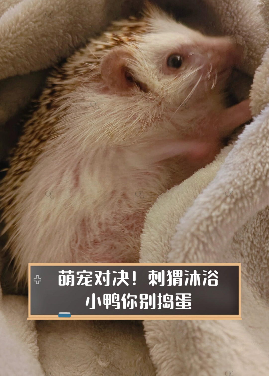刺猬沐浴小鸭你别捣蛋