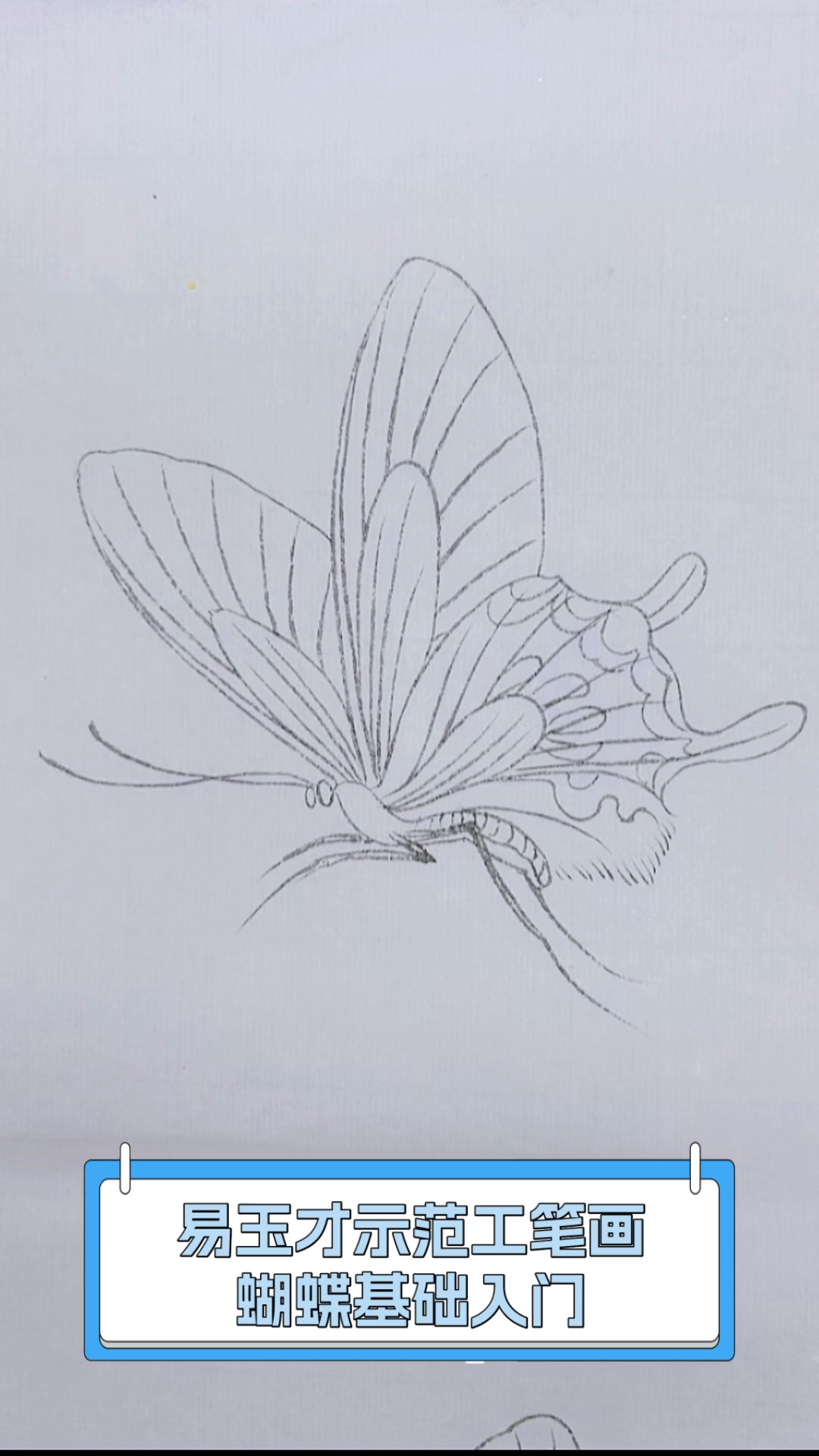 易玉才示范工笔画,蝴蝶基础入门